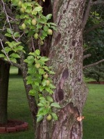 Closer view of Kieffer pear tree